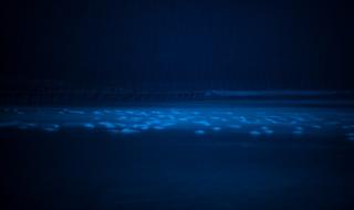 字谜-猜五个字:,寒山寺上一颗竹,不能做称有人用,此言非虚能兑换,只要友情雨下显,天鹅一出鸟不见 天鹅一出鸟不见