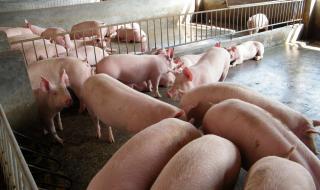 2021年5-6月份猪价什么情况 今日猪价2021.6.29