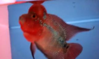 沈阳卖观赏鱼的地方都有哪些 沈阳观赏鱼论坛