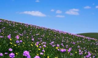 那拉提的养蜂女原唱 那拉提的养蜂女原唱