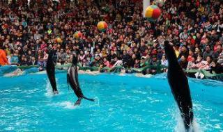 上海野生动物园,地铁怎么走 上海野生动物园路线